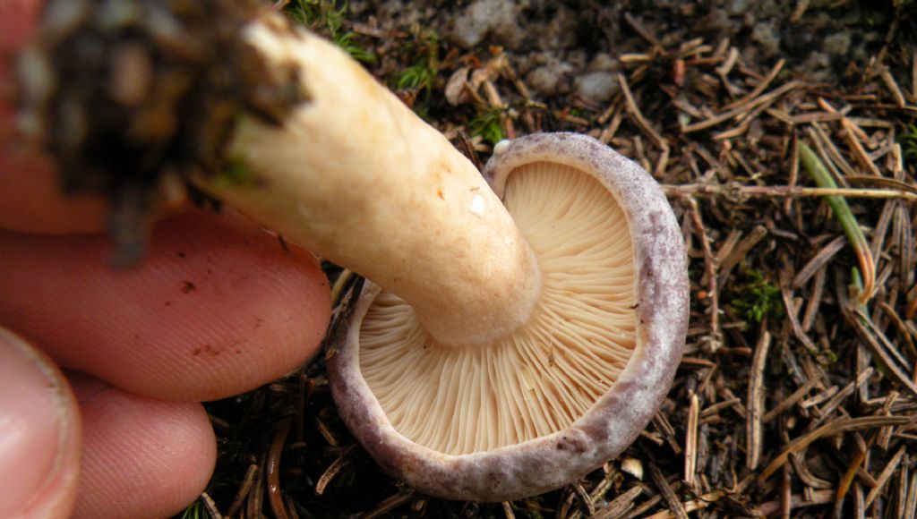 Se c''� la goccia....